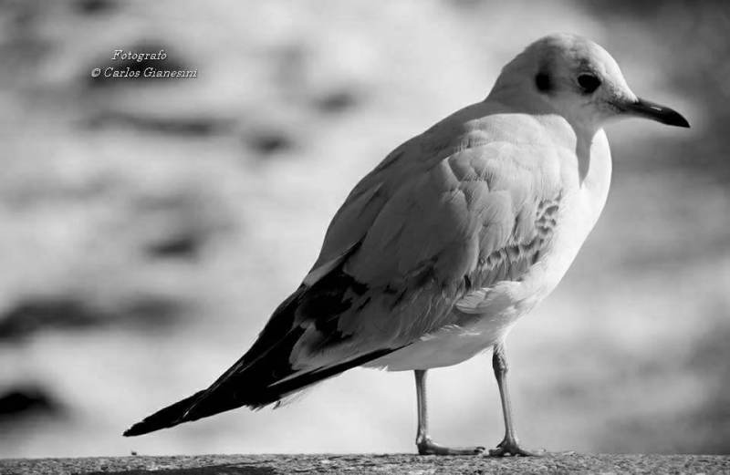 23756207_10214855794411683_907208742_n